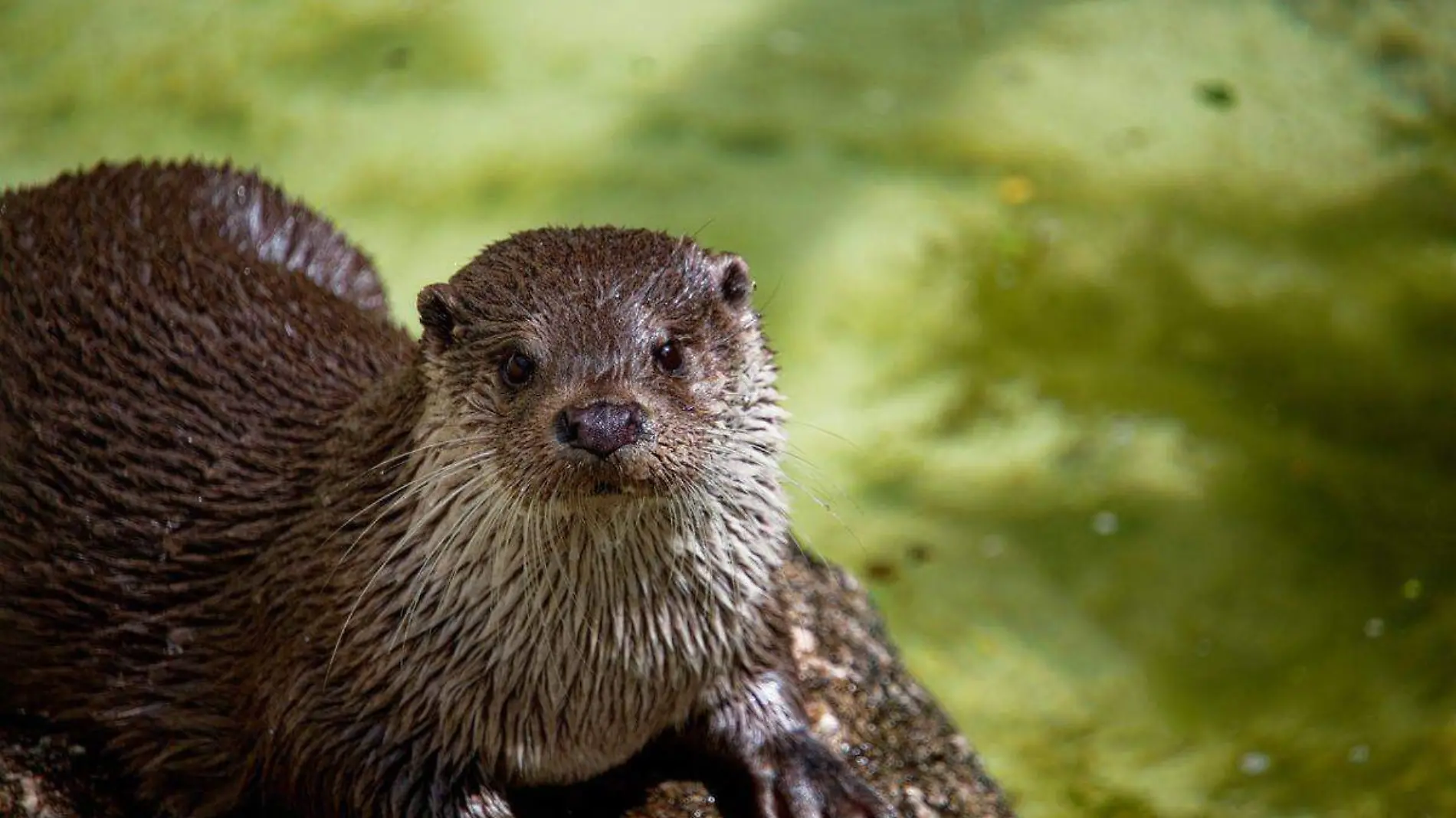 Detectan gripe aviar en una nutria